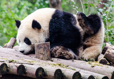 Chengdu Tibet Tour